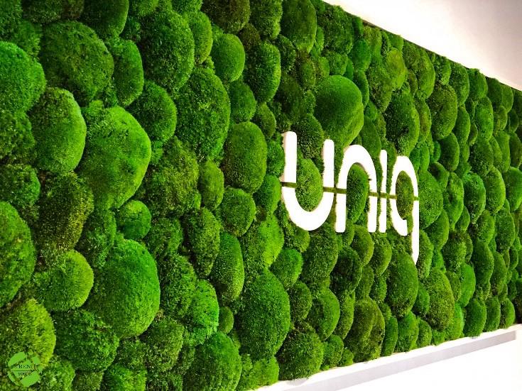 Top yosun / Ballmoss Uygulamaları 