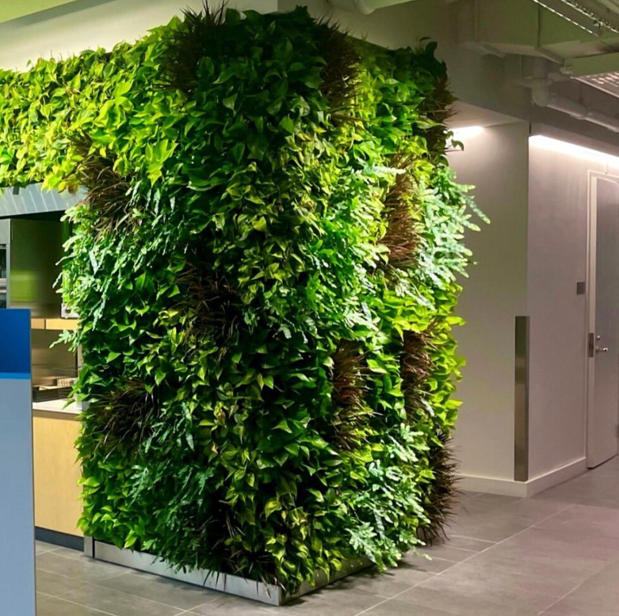 Canlı Dikey Bahçe Uygulamaları 