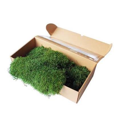 Düz Yosun / Flat Moss