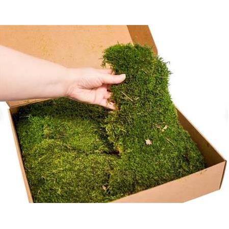 Düz Yosun / Flat Moss  