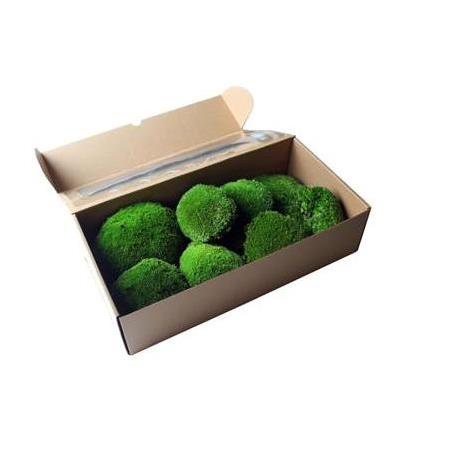 Top Yosun / Ball Moss  