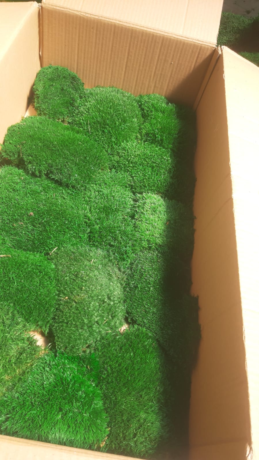 Provence Top Yosun / Provence Ball Moss