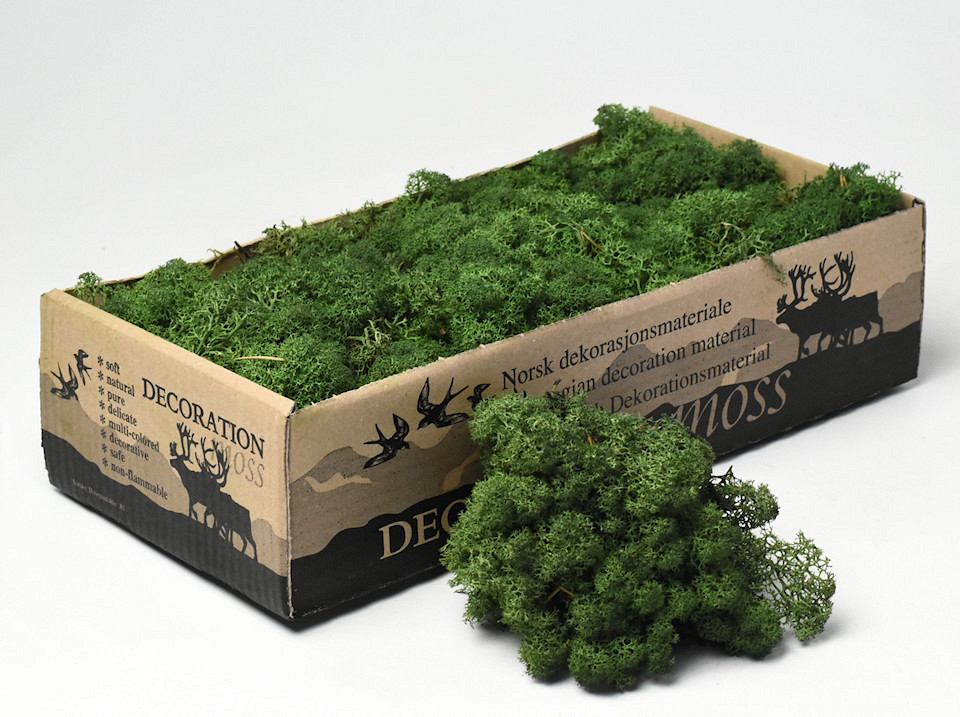 Reindeer Moss Dark Green