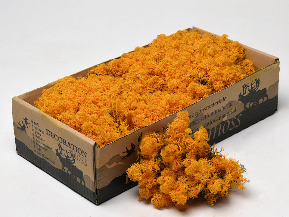 Reindeer Yosun Turuncu