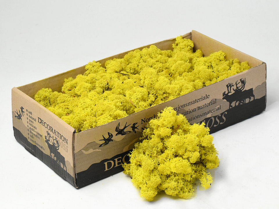 Reindeer Moss Sarı 